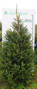 Egle 9K74, garums 2.50m