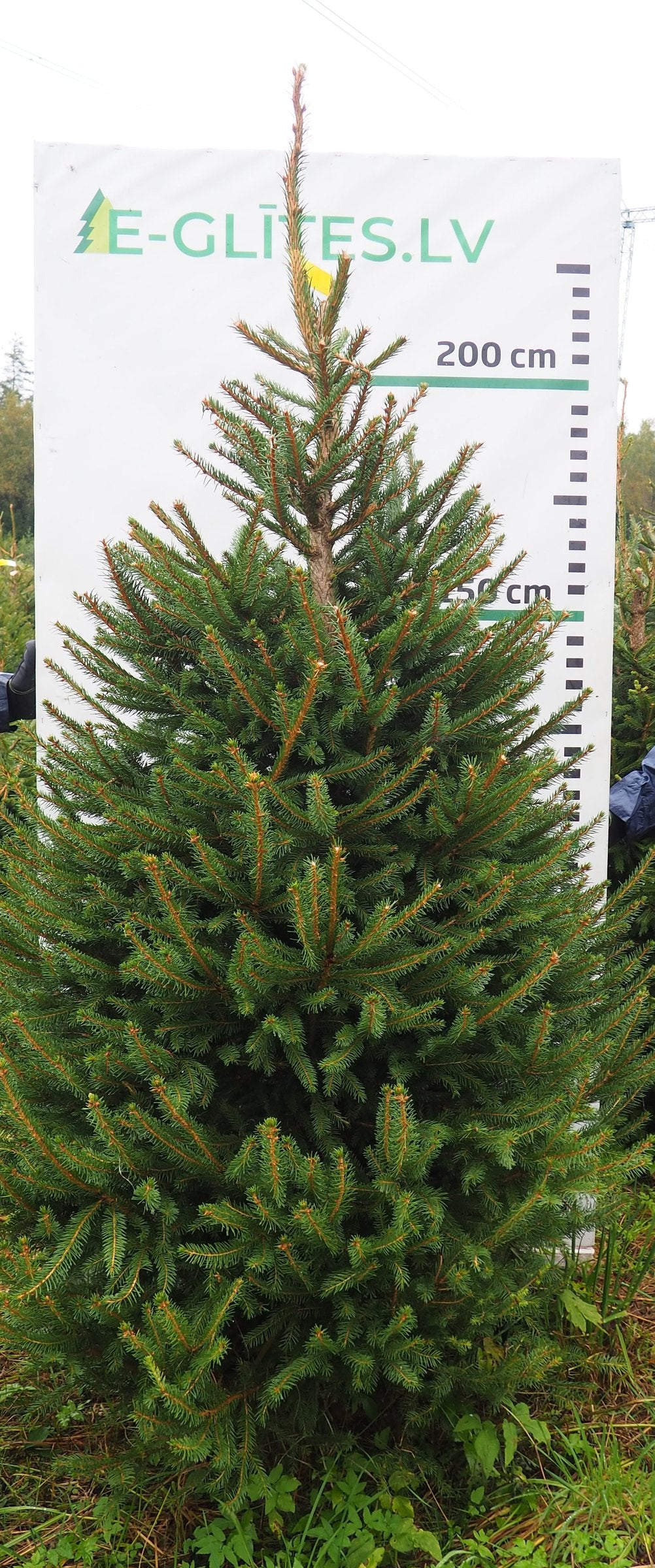 Egle 9K74, garums 2.50m