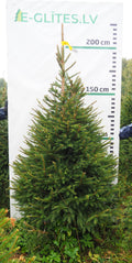 Egle 9K75, garums 2.00m