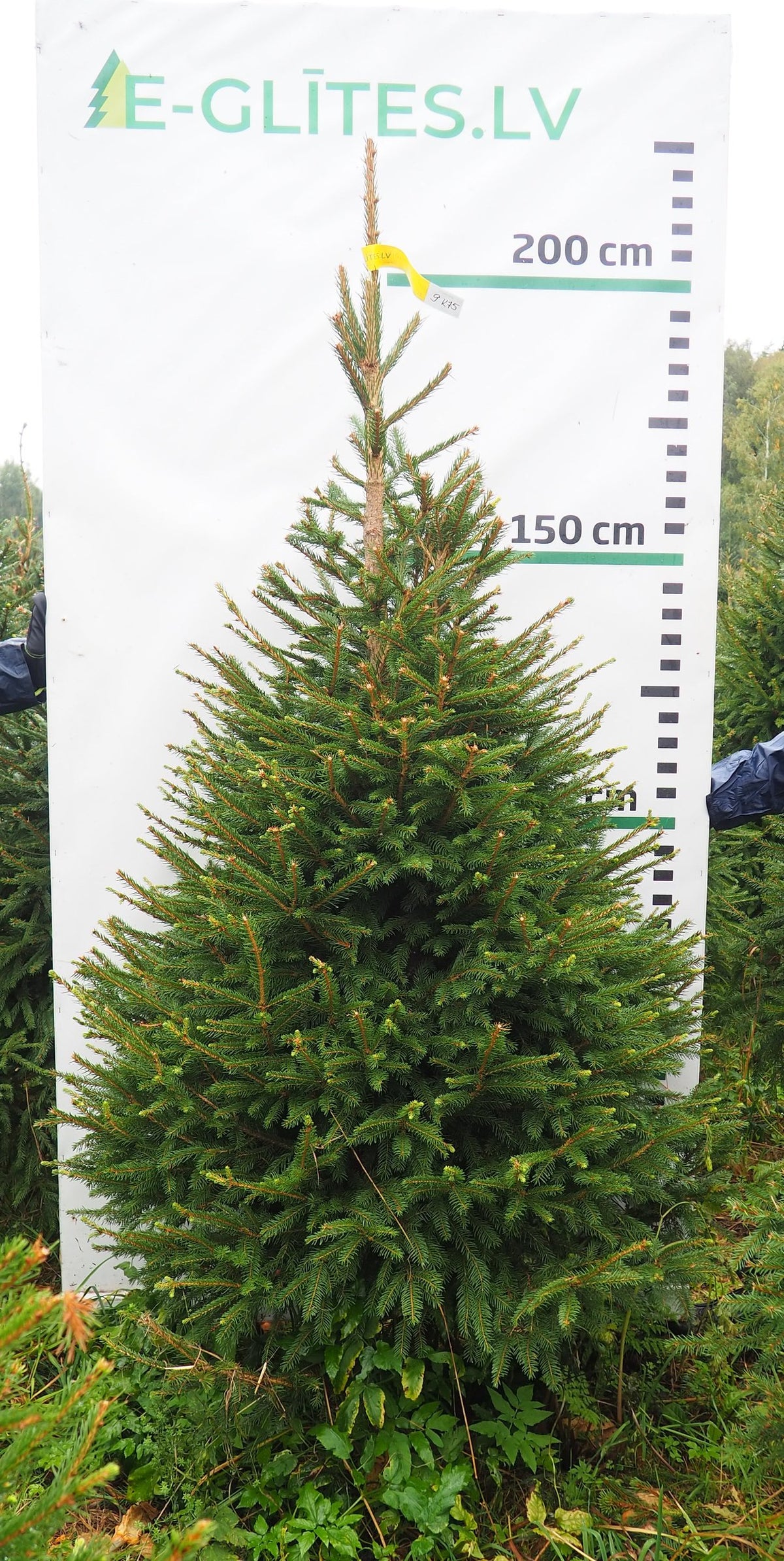 Egle 9K75, garums 2.00m