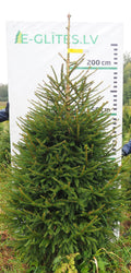 Egle 9K79, garums 2.25m