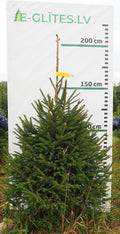 Egle 9K80, garums 2.00m
