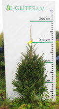 Egle 9K81, garums 1.75m