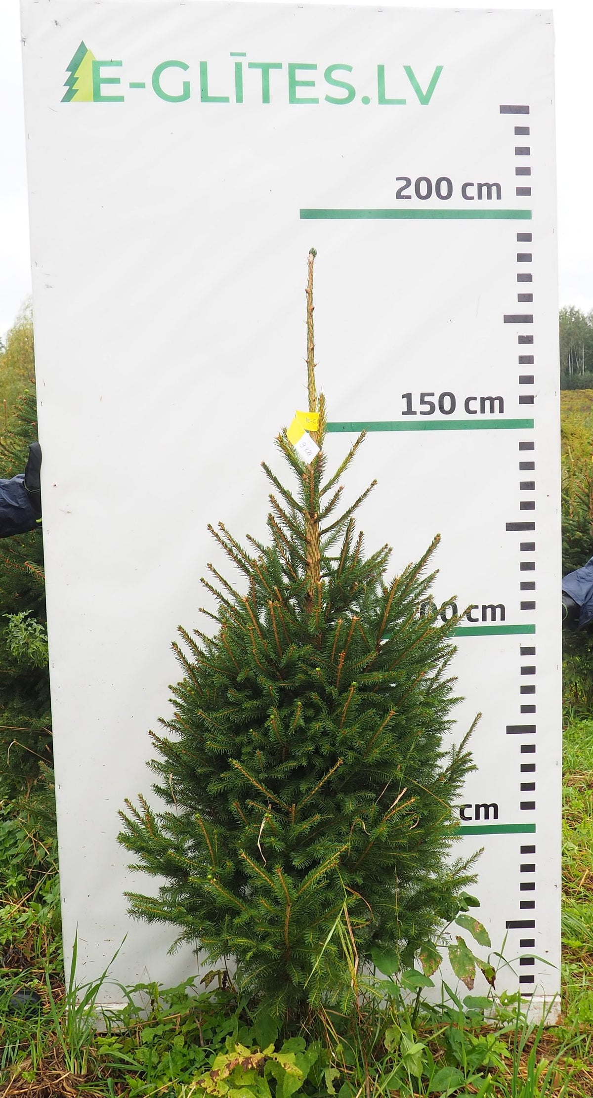Egle 9K81, garums 1.75m