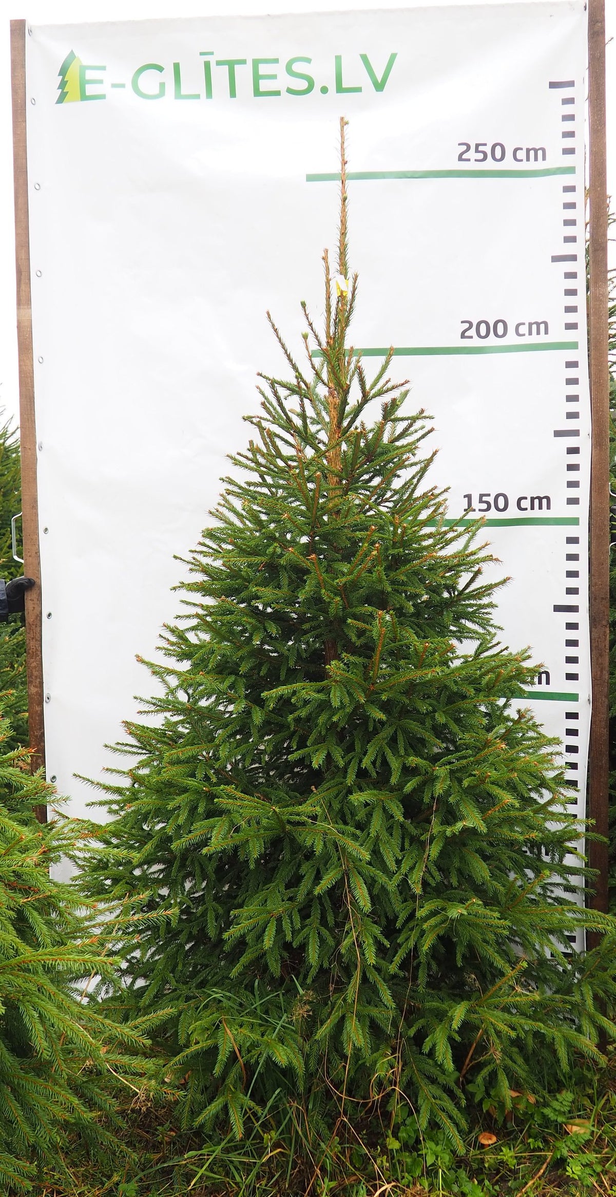 Egle 9L37, garums 2.25m