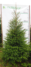Egle 9L38, garums 2.75m