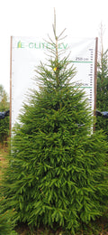 Egle 9L40, garums 3.00m
