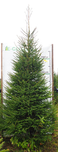 Egle 9L41, garums 3.50m