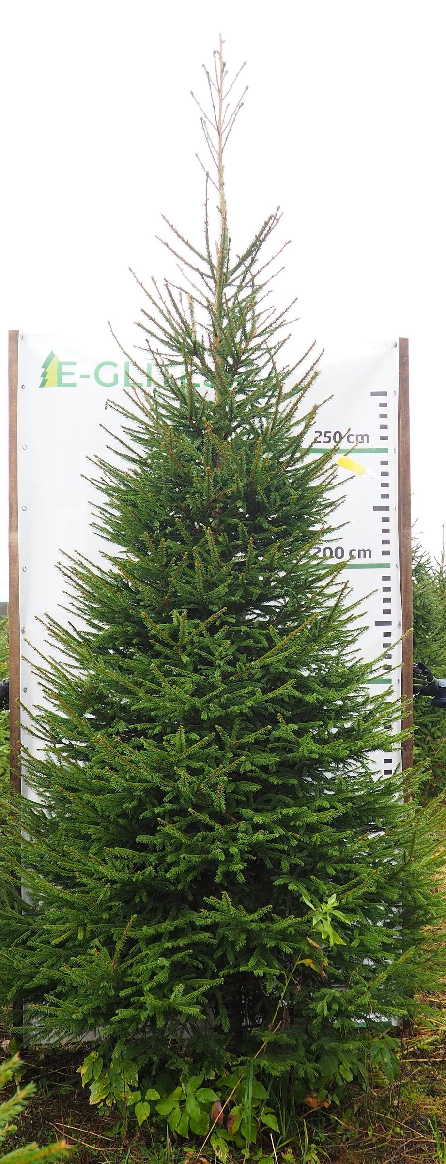 Egle 9L41, garums 3.50m