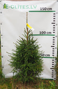 Egle 9T34, garums 1.25m