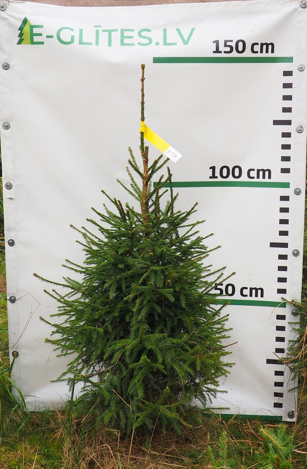 Egle 9T34, garums 1.25m