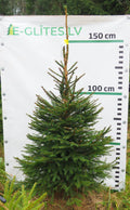 Egle 9T35, garums 1.50m