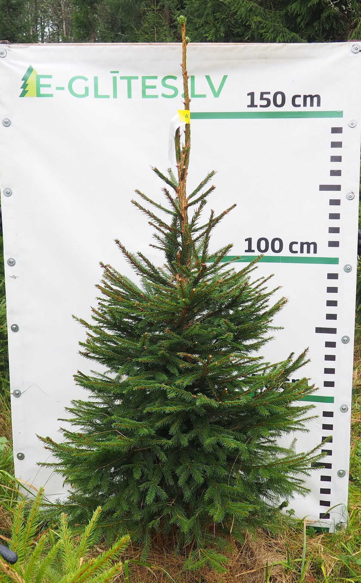 Egle 9T35, garums 1.50m