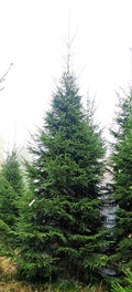 Egle A4, garums 6.50m