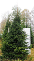 Egle A5, garums 5.50m