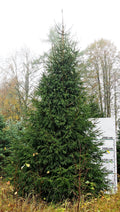 Egle A6, garums 6.50m