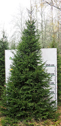 Egle A9, garums 5.50m