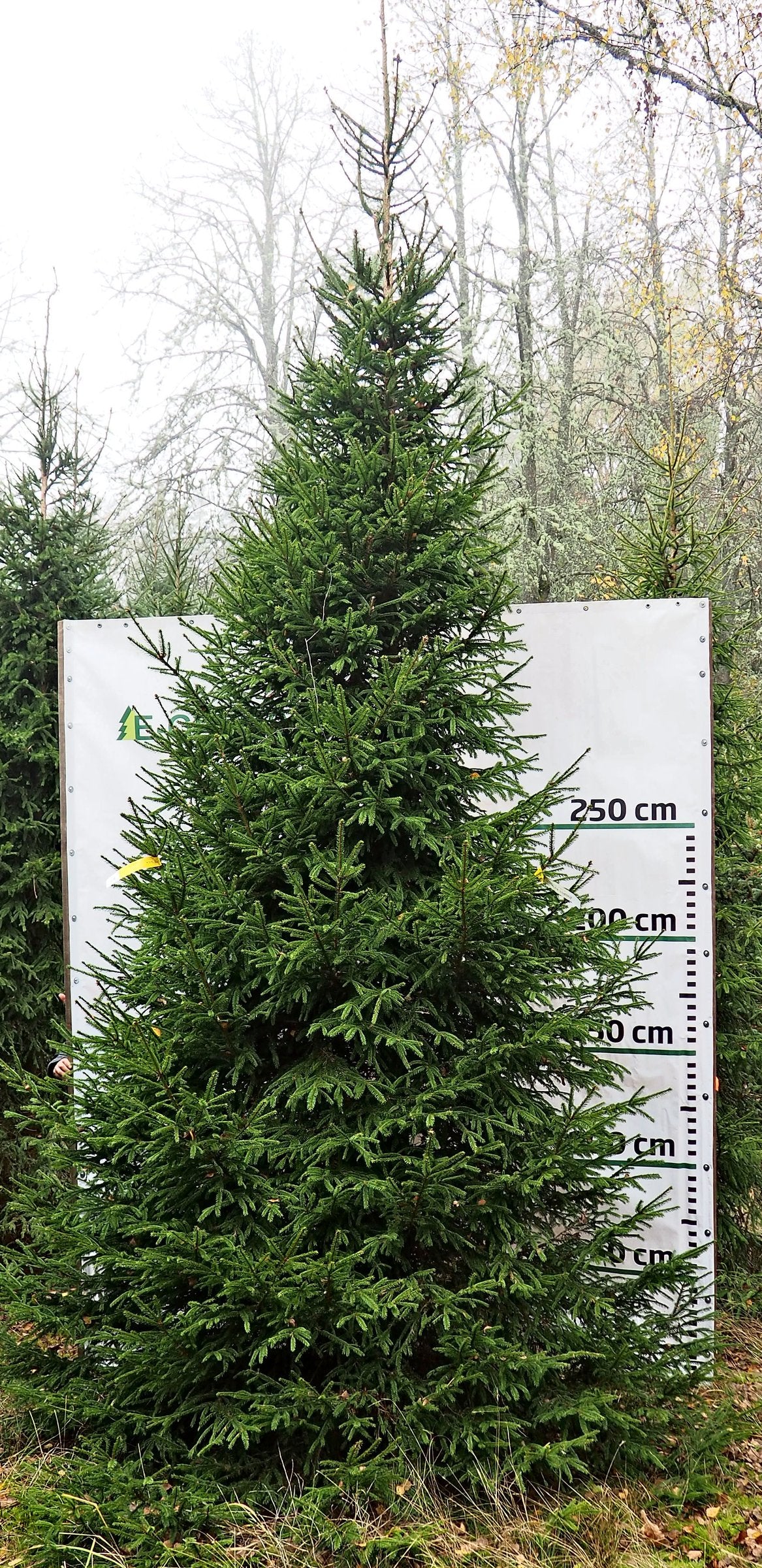 Egle A9, garums 5.50m