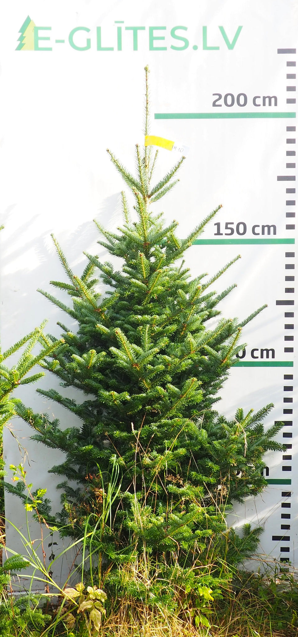 Frēzera baltegle FM10