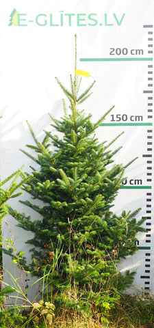 Frēzera baltegle FM10