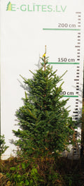 Frēzera baltegle FM11