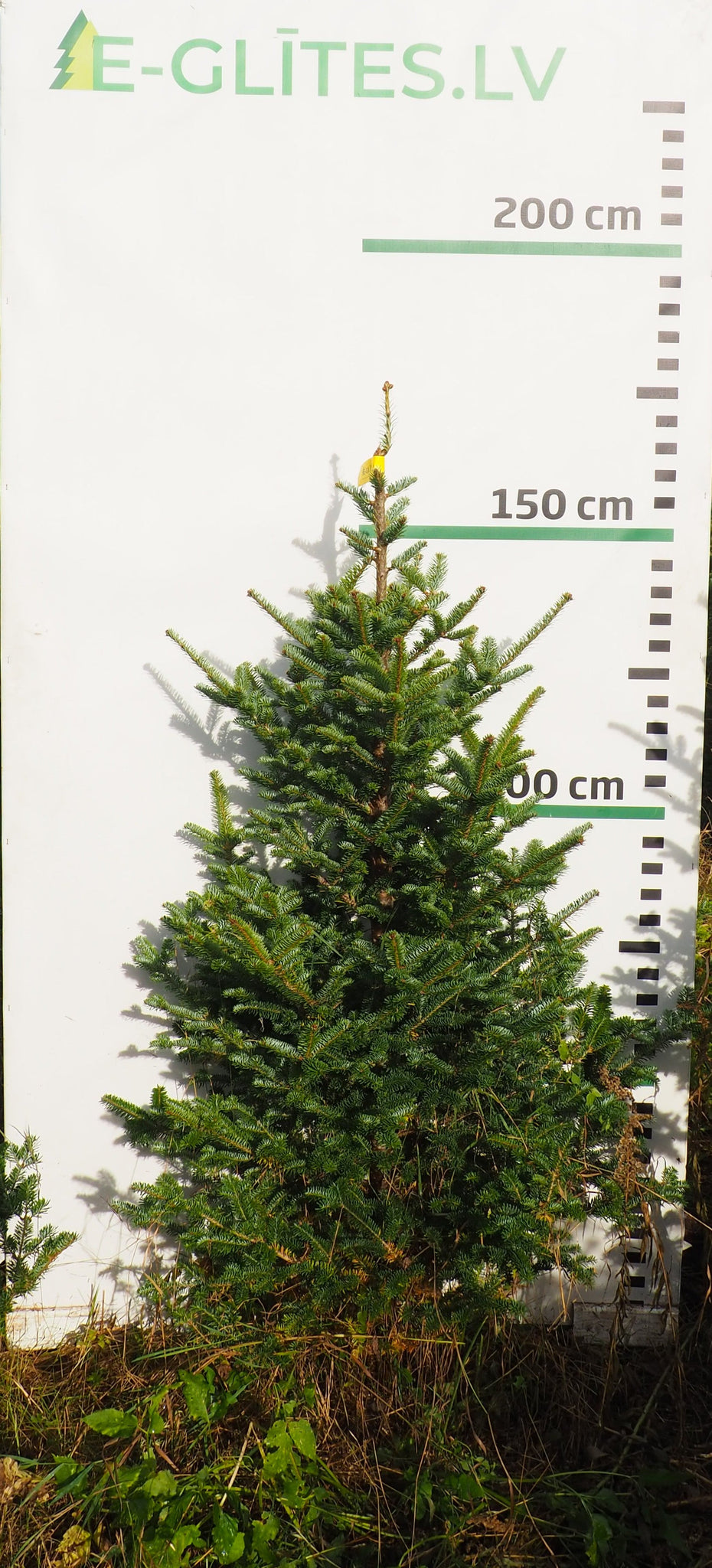 Frēzera baltegle FM11