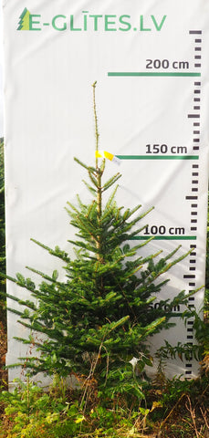 Frēzera baltegle FM12