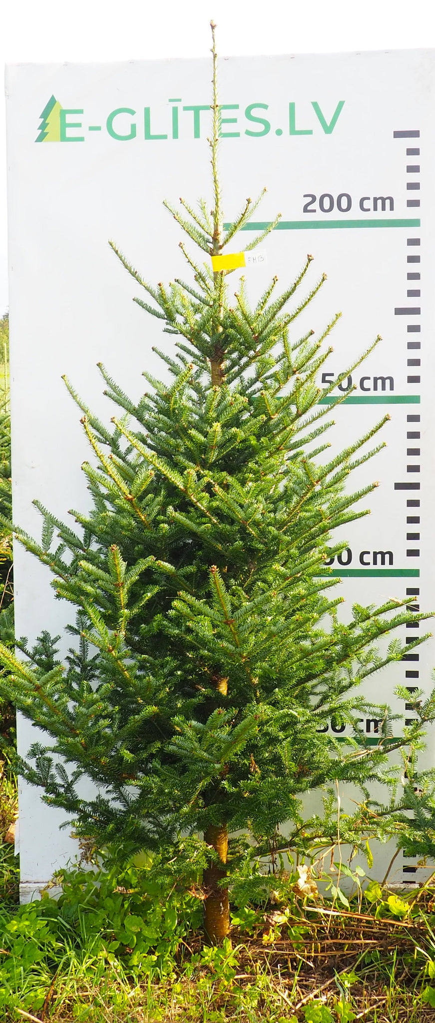 Frēzera baltegle FM13