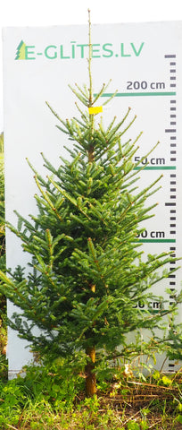 Frēzera baltegle FM13