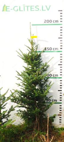 Frēzera baltegle FM14