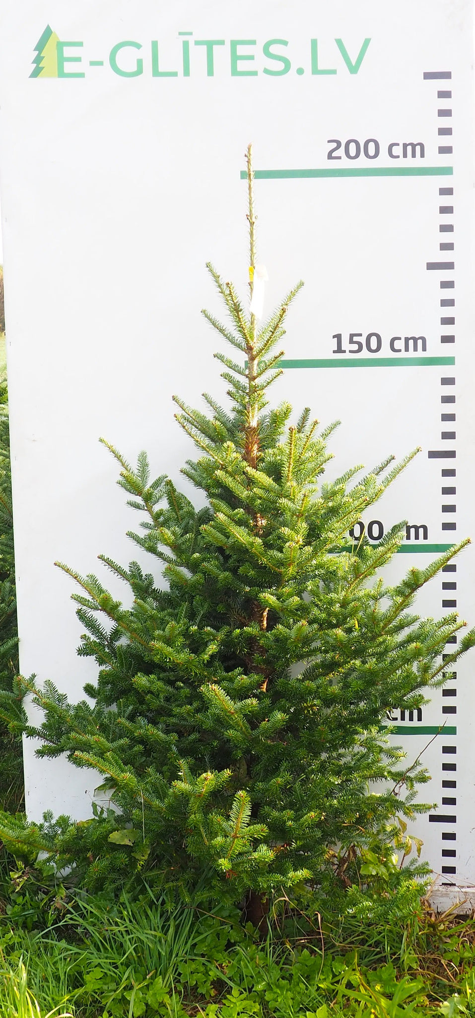 Frēzera baltegle FM15