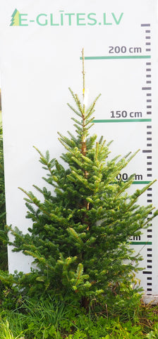 Frēzera baltegle FM15