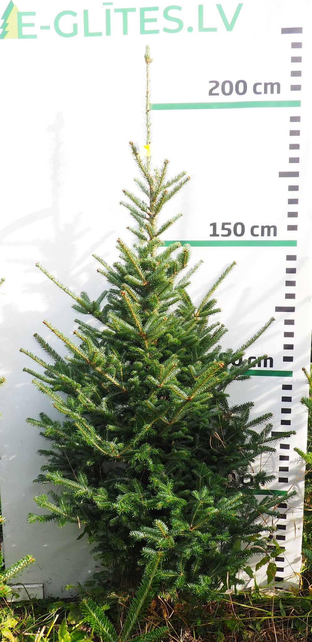 Frēzera baltegle FM16