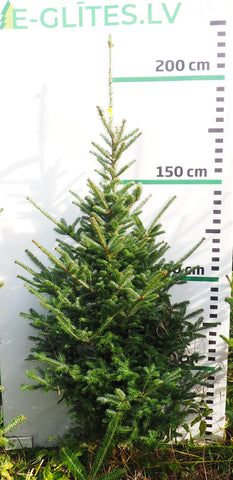 Frēzera baltegle FM16