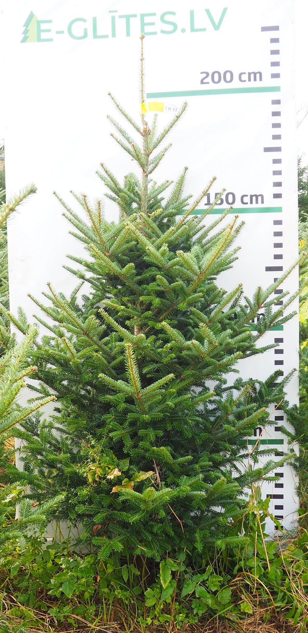 Frēzera baltegle FM17