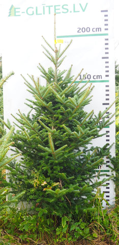 Frēzera baltegle FM17