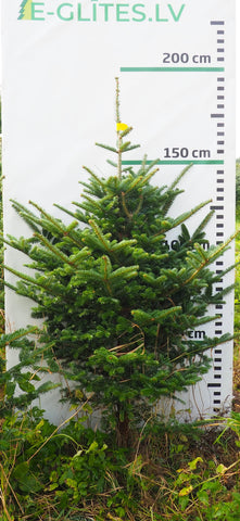 Frēzera baltegle FM18