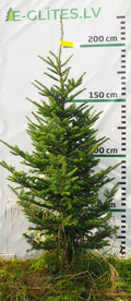 Frēzera baltegle FM19