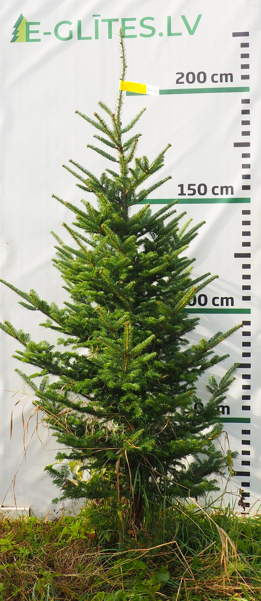 Frēzera baltegle FM19