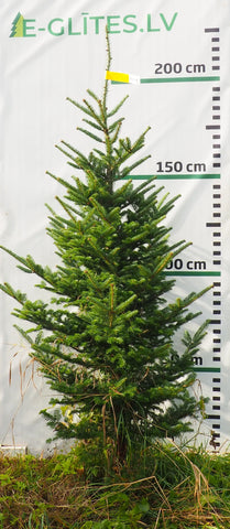 Frēzera baltegle FM19