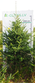 Frēzera baltegle FM20