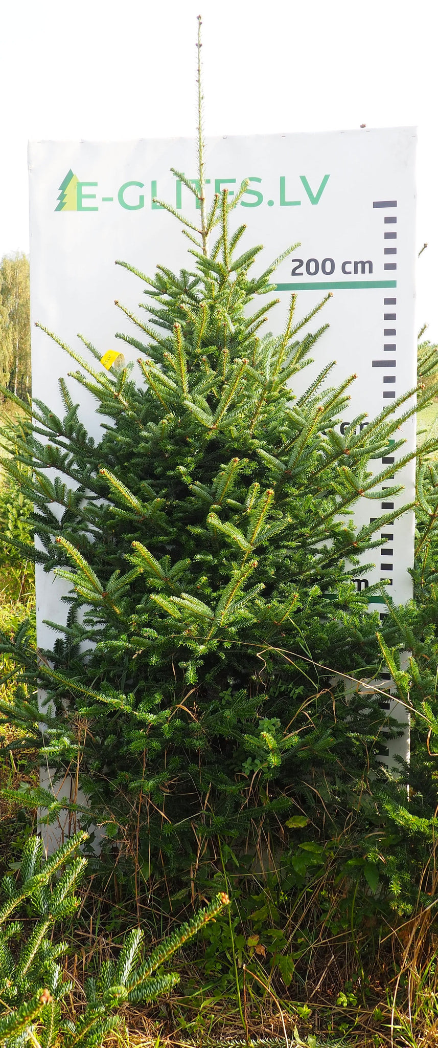 Frēzera baltegle FM20