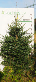 Frēzera baltegle FM21