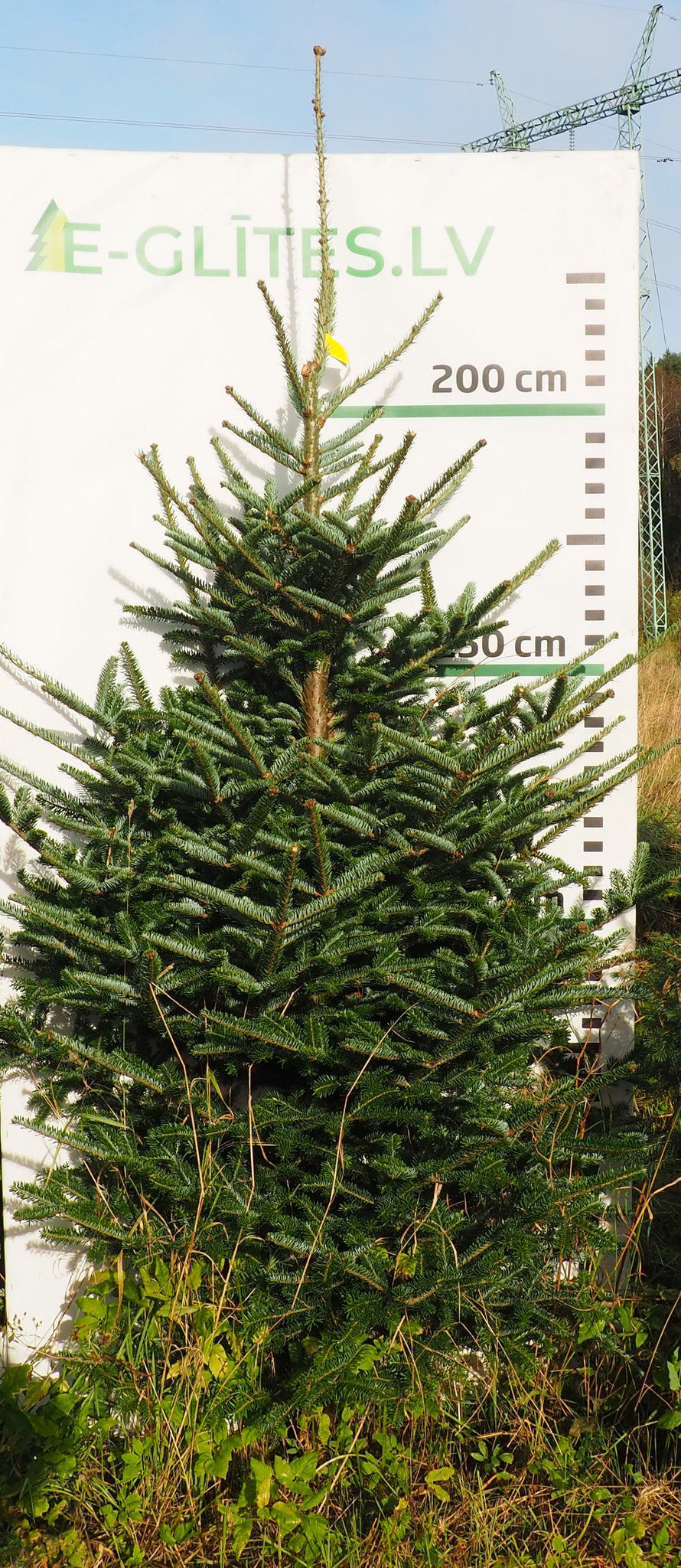 Frēzera baltegle FM21