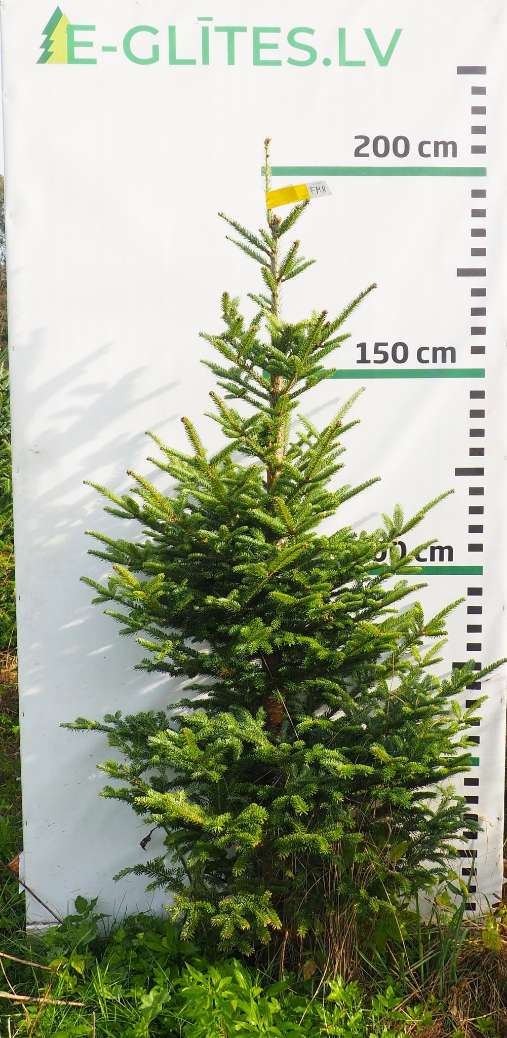 Frēzera baltegle FM8