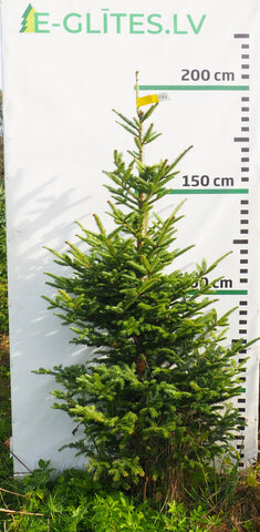 Frēzera baltegle FM8