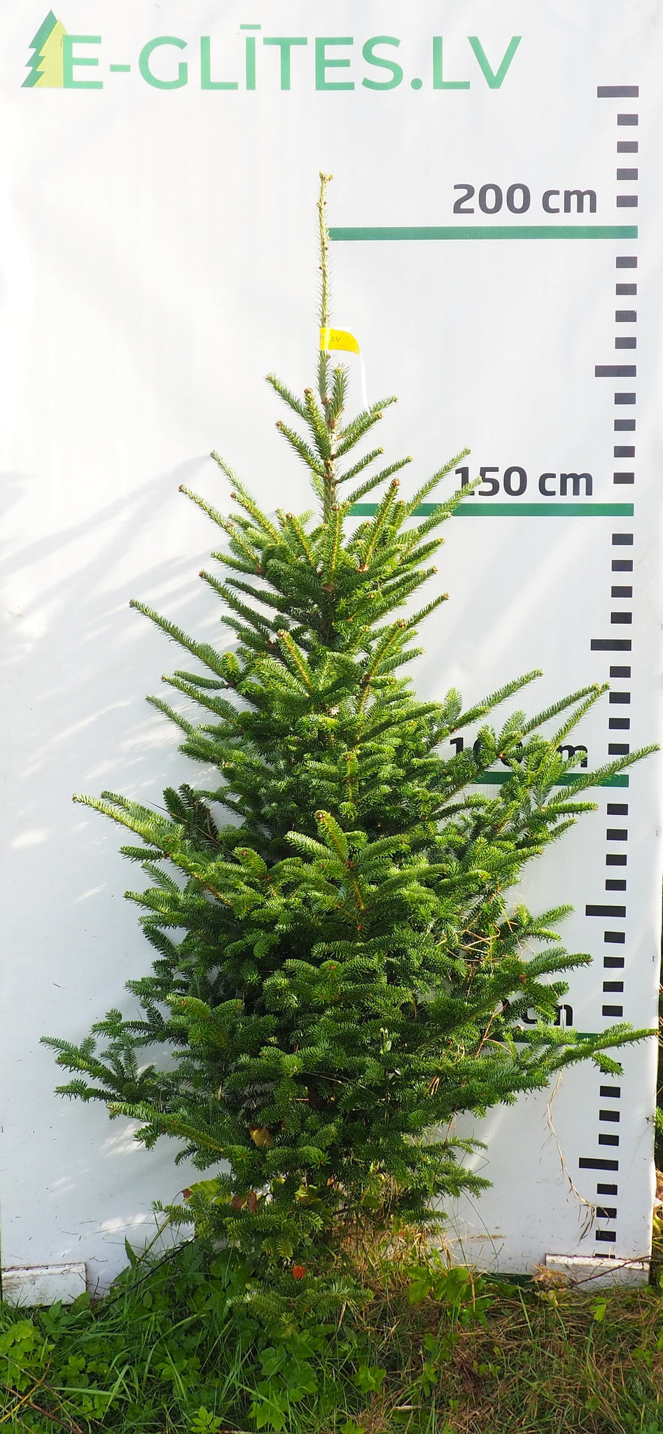 Frēzera baltegle FM9