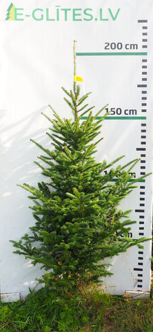 Frēzera baltegle FM9