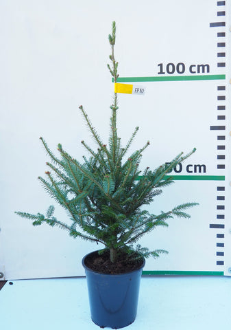 Frēzera baltegle podiņā FP10