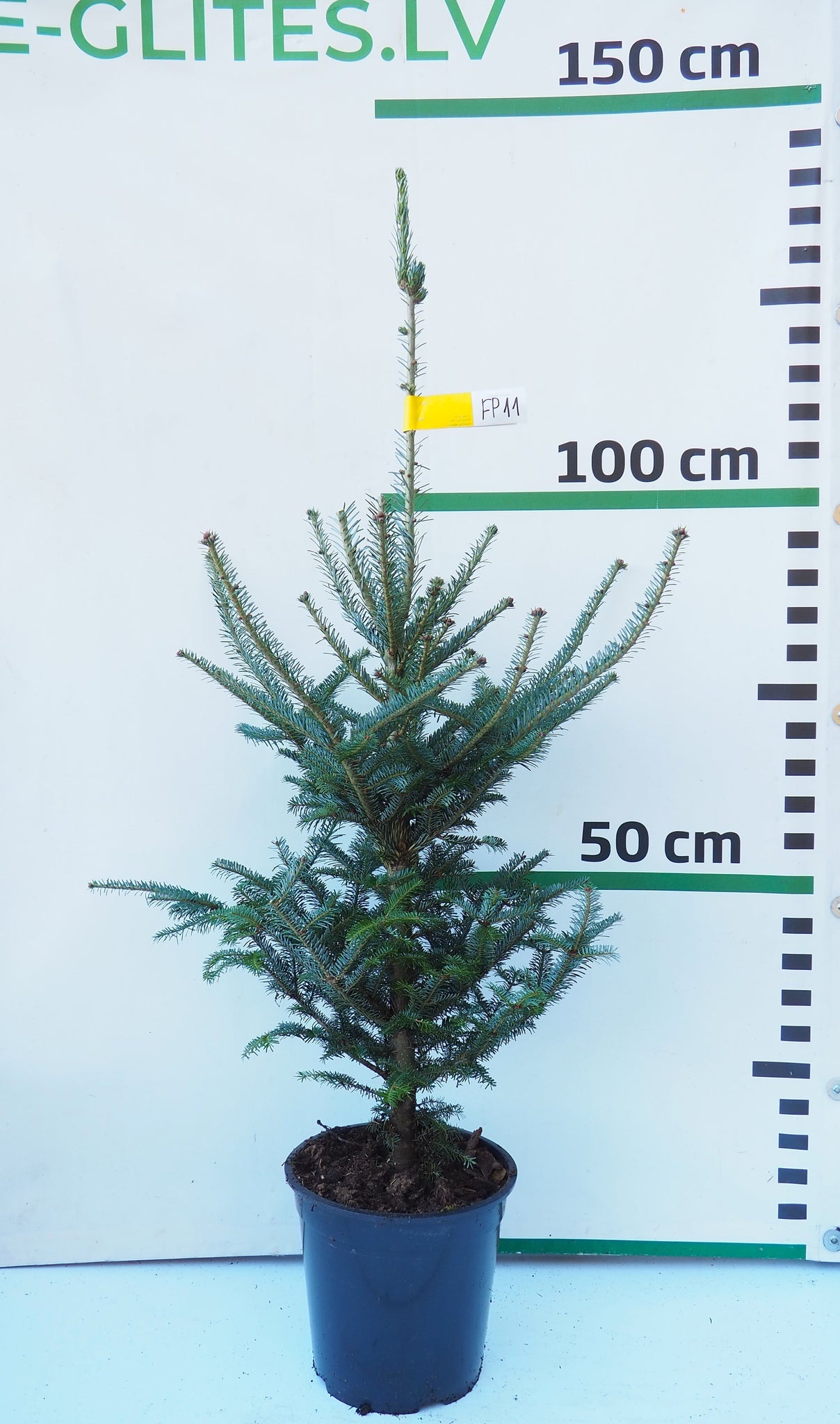 Frēzera baltegle podiņā FP11